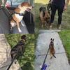 High-strength Elastic Explosion-proof Punching Leash Heavy Duty Tactical Bungee Traction Rope Medium Large Dog Leashs