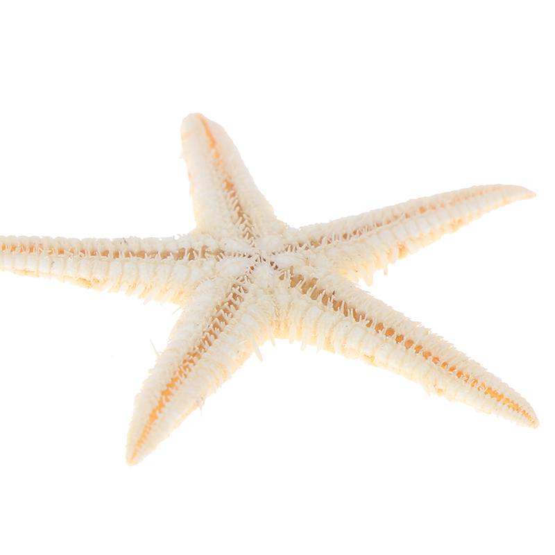 Sea Shells Size:0.5-3Cm 100Pcs Mini Starfish Craft Decoration Natural Sea Stars