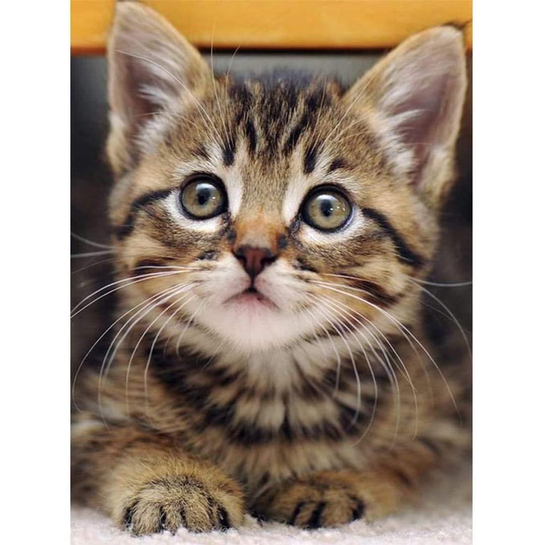 

LCOZX 5D Cat DIY Алмазная живопись Мозаика Полная дрель Quare / Круглый алмаз Вышивка Подарок или украшение