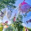 5/10pcs Color 3D Butterfly Transparent Popo Balloon Set Rose Petals Wedding Birthday Shower Butterfly Theme Decoration