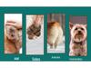 4-in-1 Pet Grooming Kit: Electric Clippers, Foot Hair Trimmer, Cat Nail Grinder