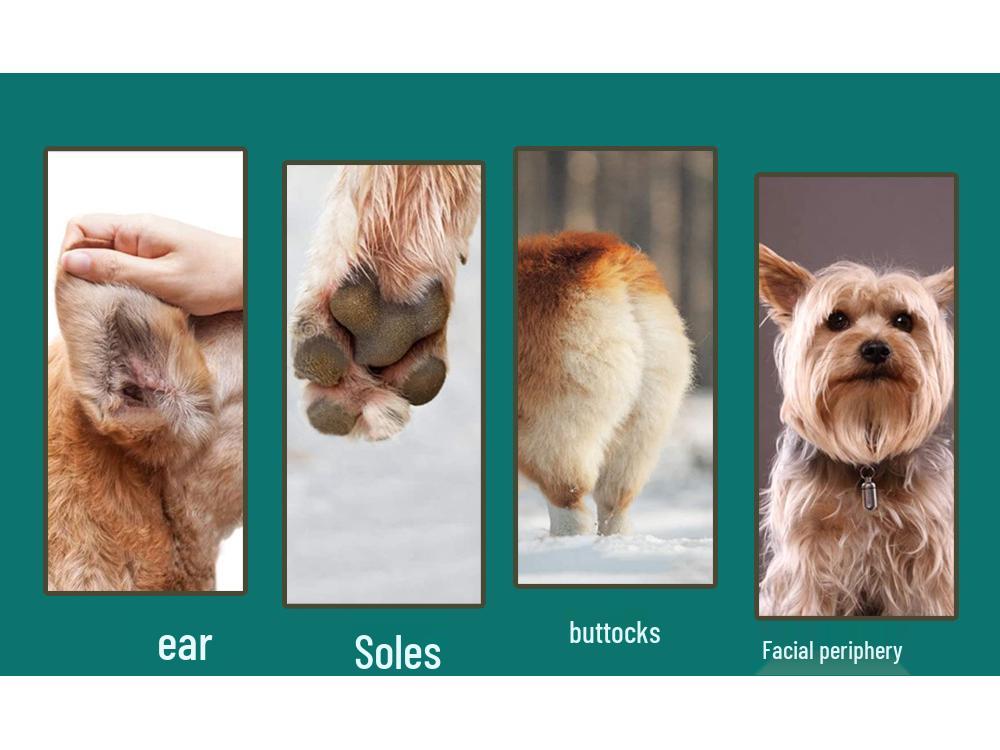 4-in-1 Pet Grooming Kit: Electric Clippers, Foot Hair Trimmer, Cat Nail Grinder