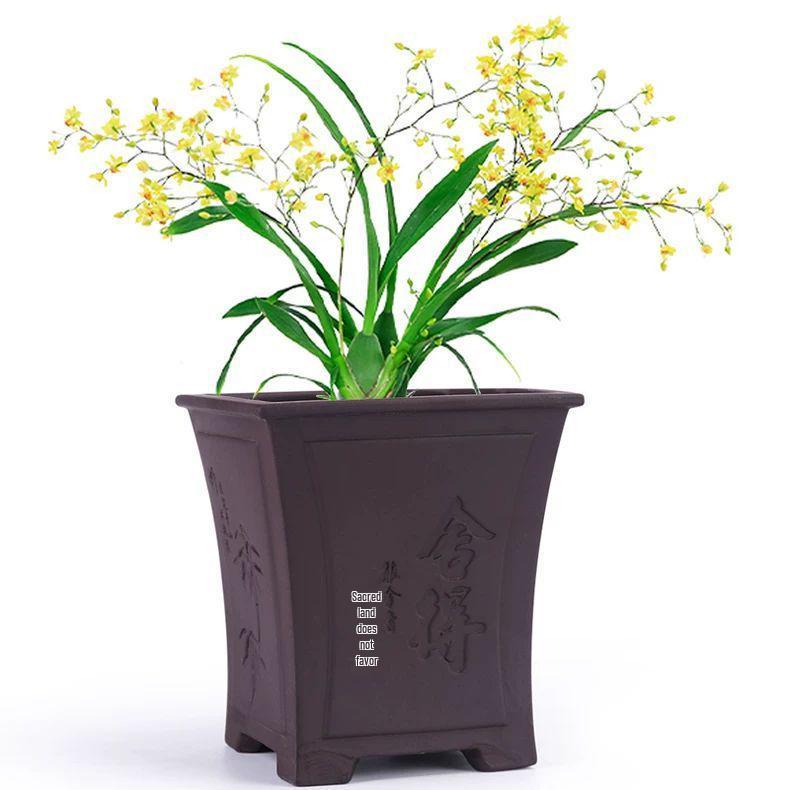 Orchid Large Ceramic Cliff Pot - Breathable, Creative Design for Home or Office