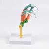 Anatomical Human Hand Bone Model with Movable Joints Color Coded Hand Bone Skeleton Model for Teaching Demonstration