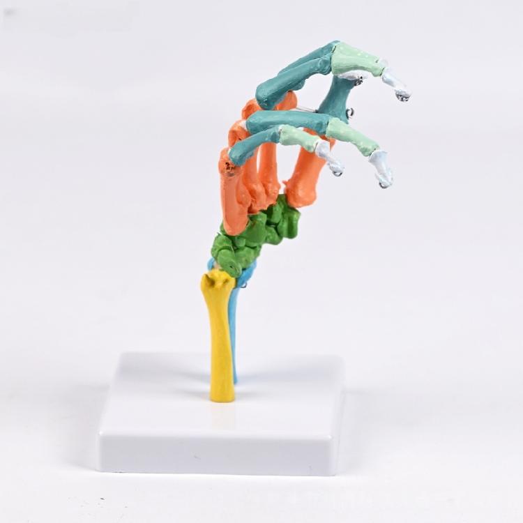 Anatomical Human Hand Bone Model with Movable Joints Color Coded Hand Bone Skeleton Model for Teaching Demonstration