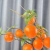 Faux Orange Artificial Orange Branch Green Leaves Simulation Fruit Tree  Restaurant Hotel