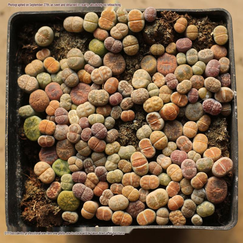 Rare Lithops Succulent Pot: Diverse Colors & Varieties