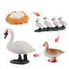 Model Toy Educational Design Early Simulation Plastic Animal Learning Growth Cycle Miniature