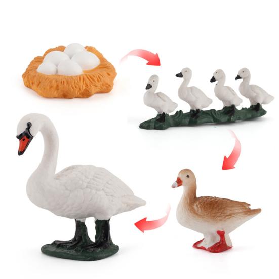 Model Toy Educational Design Early Simulation Plastic Animal Learning Growth Cycle Miniature