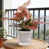 Yousheng Self Watering Plant Pots Indoor Plants Planter with Reservoir Clear Plastic Round Flower Pot with Wick Ropes for Succulents Herbs Office