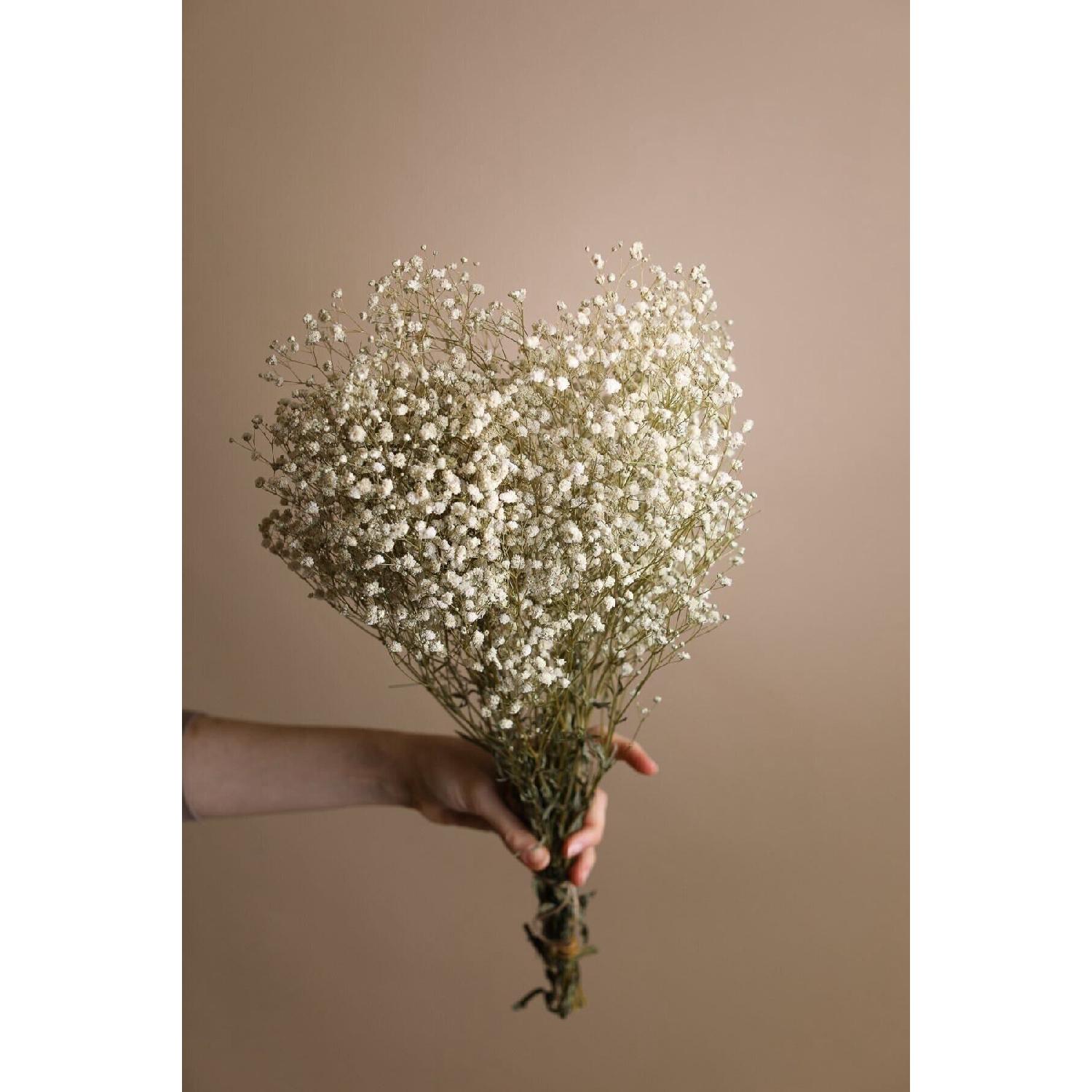 

Cansas Dry-shocked Chipso - White Spring Star чистий