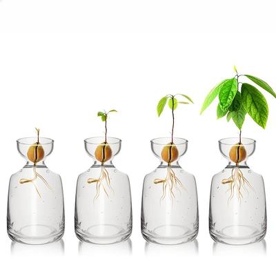 Vase de démarrage pour avocat en quatre pièces - Faites pousser votre propre avocatier Pot de plantation unique en verre pour les amateurs de jardinage Commencez votre vert