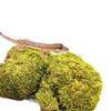 BioClumb Moss Cushion moss, tufts 100g