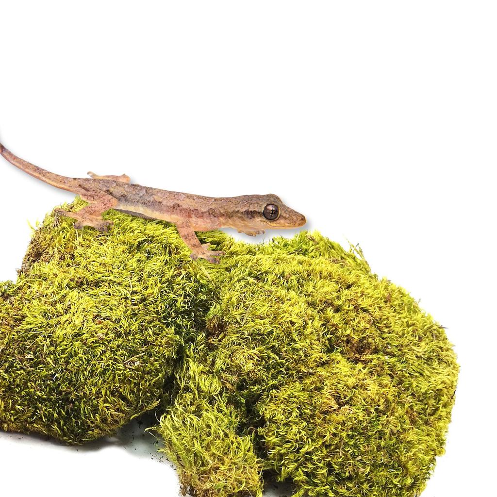 BioClumb Moss Cushion moss, tufts 100g