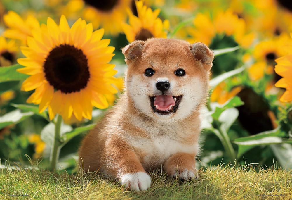 

[Made in Japan] Beverly 300-Piece Jigsaw Puzzle: Sunflowers and Me (26 x 38 cm) 300-064