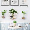 Minimalist Glass Wall Mounted Round Shape Vase Hydroponic Plant Glass Bottle Creative Green Plant Decoration for Living Room