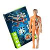 Detachable Human Skeleton Model Educational Toy for Kids