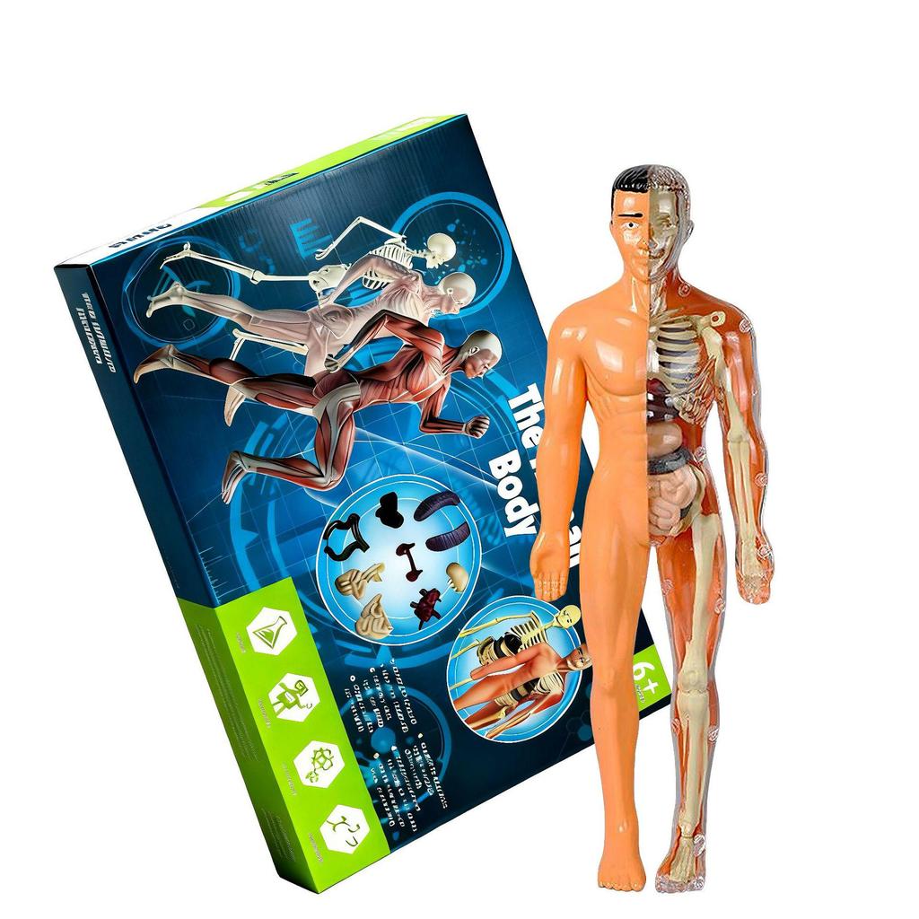 Detachable Human Skeleton Model Educational Toy for Kids