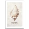 Canvas Print, Shell On Natural Background