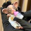 4-5Inch Silicone Cat Reborn Dolls Mini Palm Full Body Soft Silicone Bebe Reborn Doll Toys For Kids Birthday Gifts De Silicona