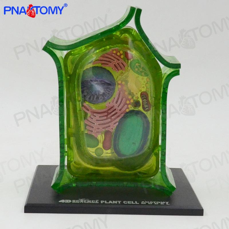 4D MASTER Animal & Plant Cell Anatomy Model - Teaching Microscopic Structures