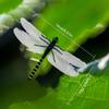Simulation Dragonfly Insect Model Mosquito Repellent Outdoor Hanging Ornaments Simulation Dragonfly Animal Model For Garden Farm