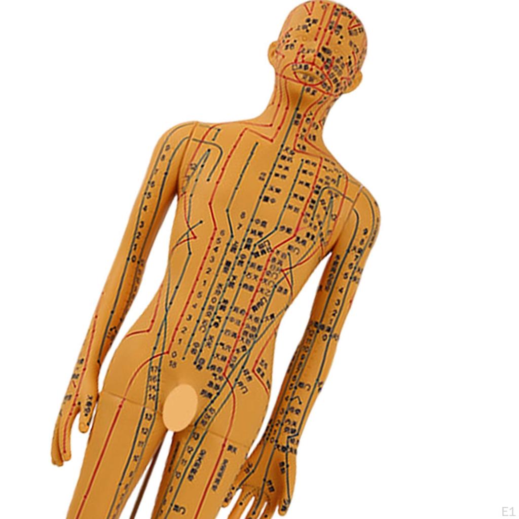 Advanced Human Anatomy Model with Color-Coded Guides for Learning