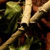 Geckos Climbing Vine PU Small Pet Easy to Bend Branch Geckos Climbing Vine Fish Tank Landscape Branch for Lizards