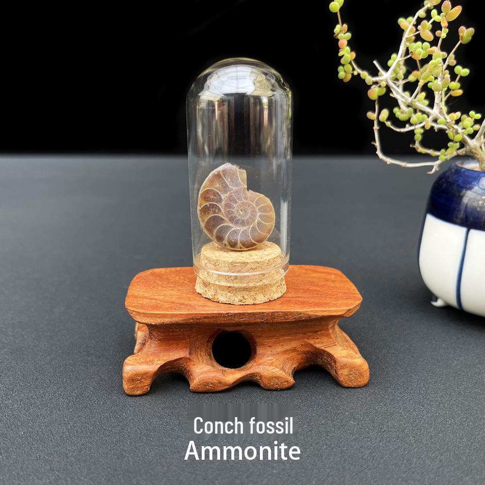 Natural Raw Stone Gemstone Mineral Crystal Ornament for Student Science Exploration Collection