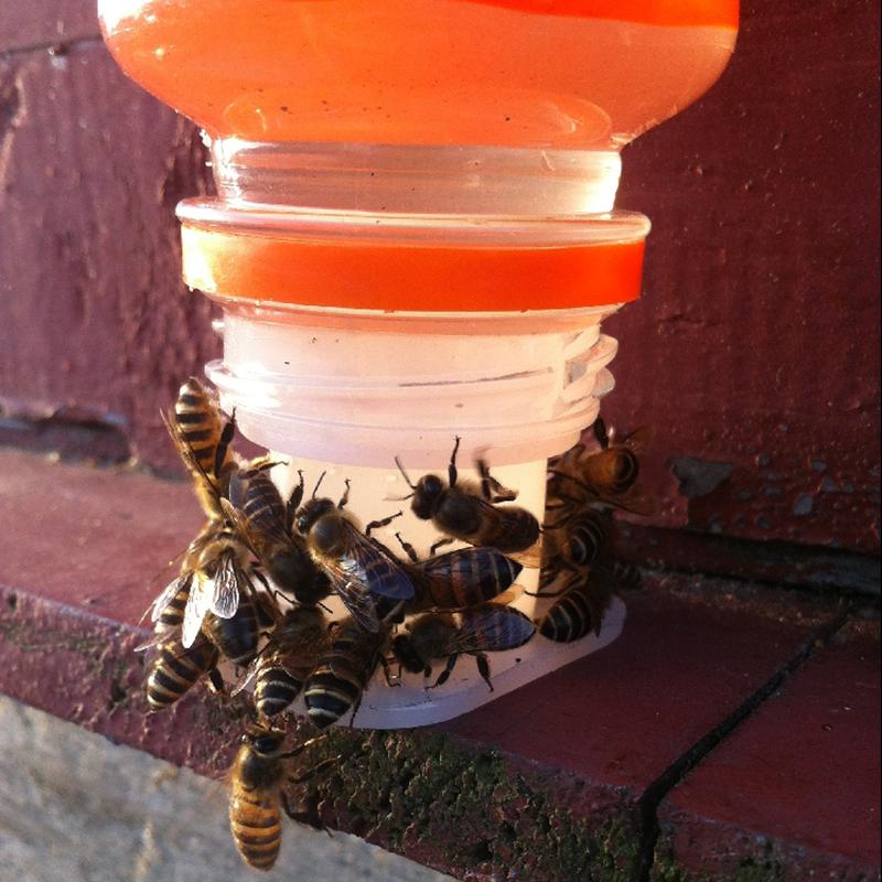 5/10/15/20Pcs Bee Feeder Honey Bee Feeders Drinking Water Waterer Watering Bees Tool White Bee Drinker Supplies Beekeeping Tools