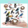 Childrens Parrot Model Pvc Growth Cycle Educational Bird Display For Kids