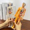 Colorful Children's Human Anatomy Skeleton Model Toy For Hands-on Learning With Diy Assembly And Clear Instruction Guide For Young Learners