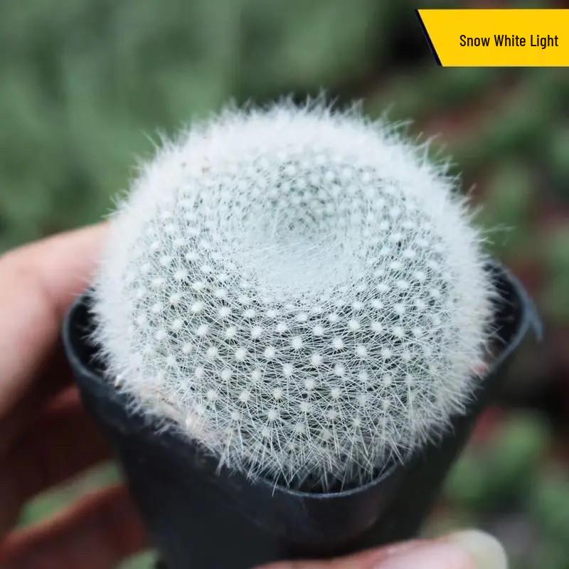 Indoor Flowering Cactus Succulent for Desk or Balcony