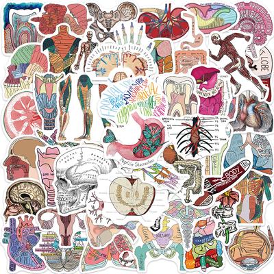 50pcs Cartoon Organ Anatomy Stickers For Phone Case Suitcase Ipad Laptop Scrapbook Guitar Sticker