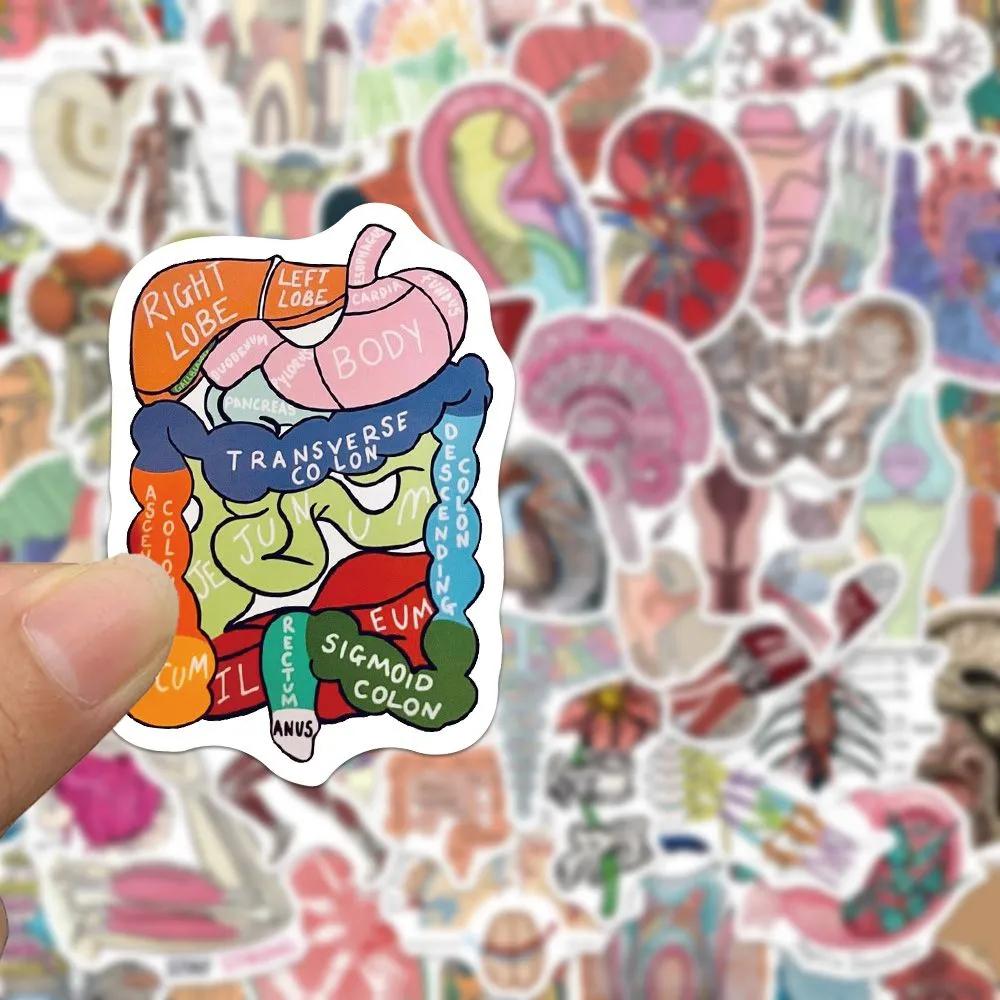 10/30/50pcs Anatomy and Physiology The Body Structure Stickers Skeleton Decals Notebook Laptop Luggage Decoration Sticker Pack