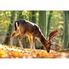 [Castorland] 500-Piece Jigsaw Puzzle: Reindeer In the Forest