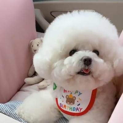 Giyim ve ayakkabı – Köpekler için yelekler ve gömlekler