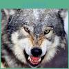 Diamond Ferocious Painting Wolf Round Embroidery Cross Stitch Rhinestone Mosaic Home Decor