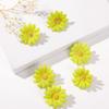 6Pcs Cute Daisy Small Flower Hairpins Headwear Side Hairpin New BB Hair Clips  Girls