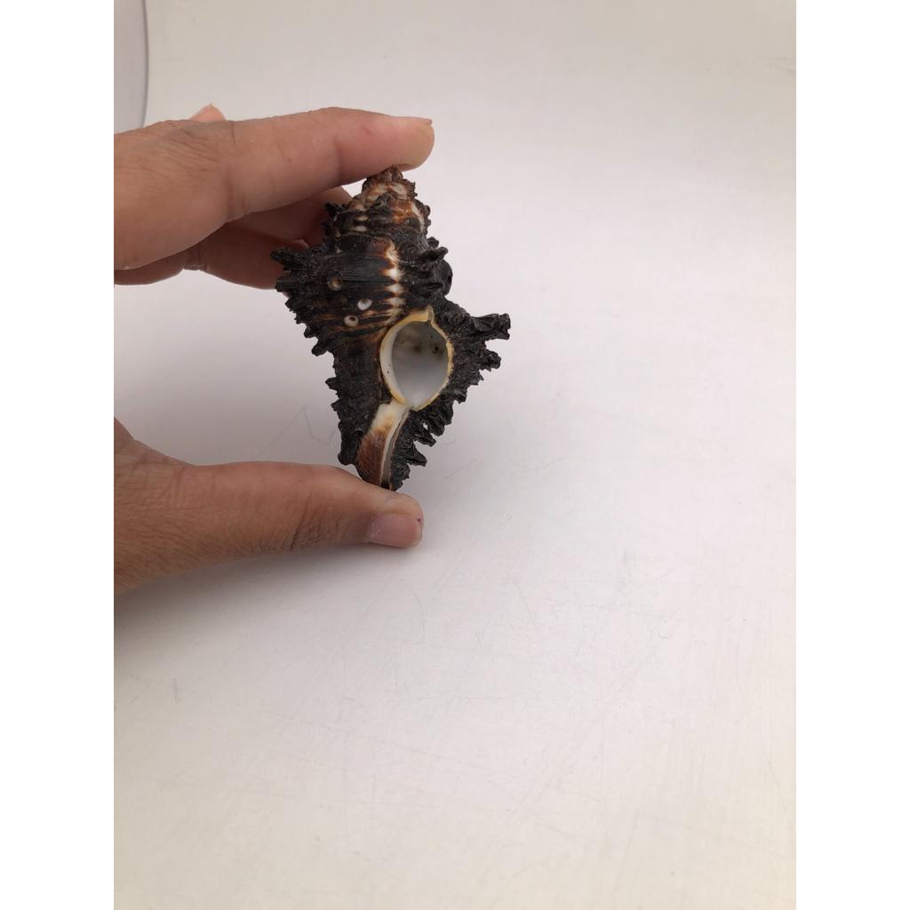 Natural Shani Sankh for Puja. 8 Cm JL286093830033