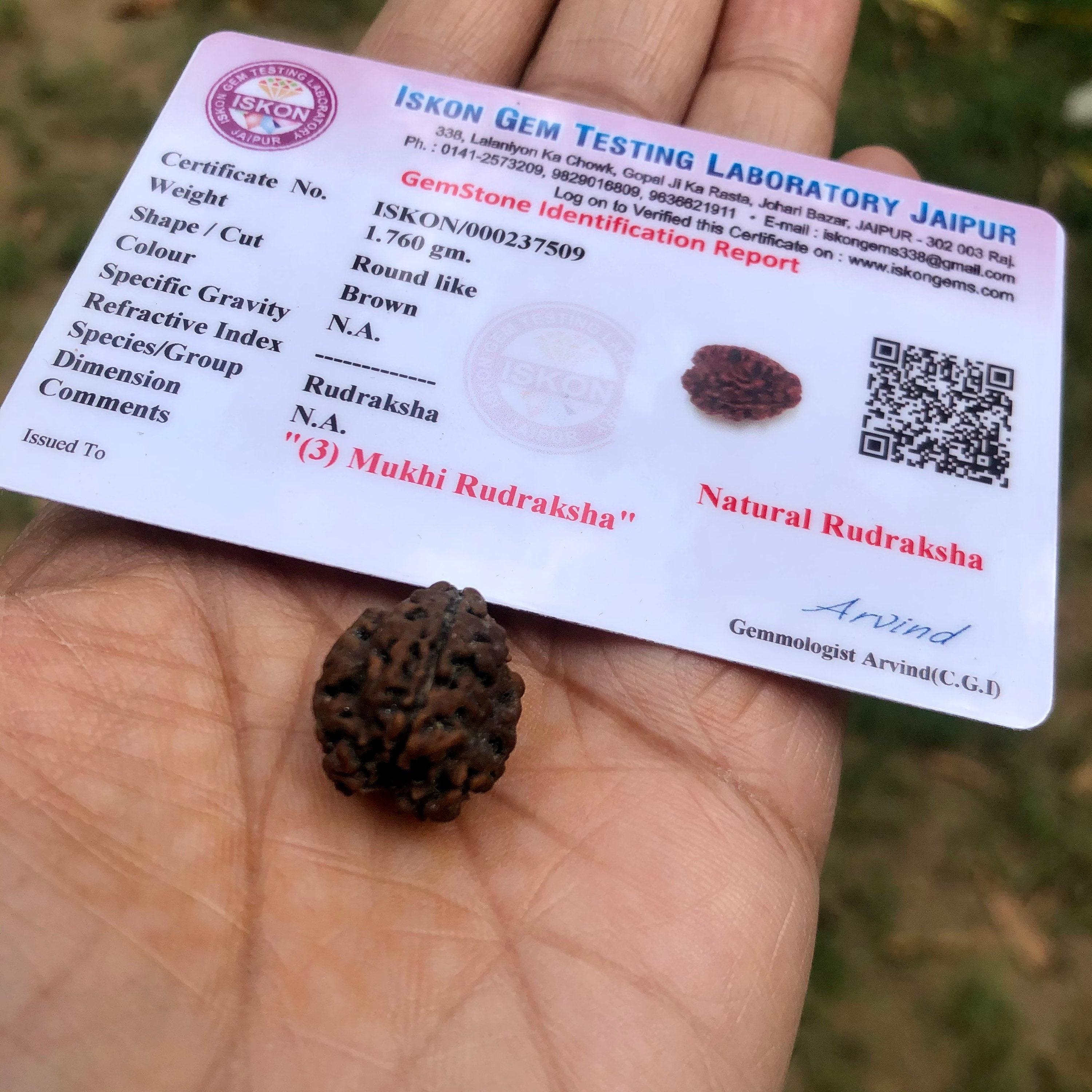 LAB CERTIFIED 3 Mukhi RUDRAKSHA Teenmukhi Rudraksh 3 Face Rudraksham 1 Piece Yoga Prayer Healing Meditation Free Ship One Size