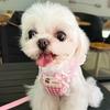 Verstellbares Hundegeschirr mit Leine Set Kleine Rassen wie Pudel Bichon Frise Komfort Passform Brustgurt Laufen