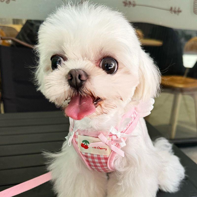 Verstellbares Hundegeschirr mit Leine Set Kleine Rassen wie Pudel Bichon Frise Komfort Passform Brustgurt Laufen