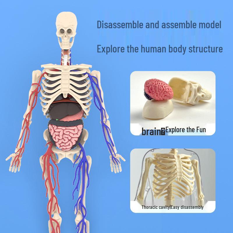 Children's DIY Human Skeleton Model Educational Toy Set for Early Science Learning