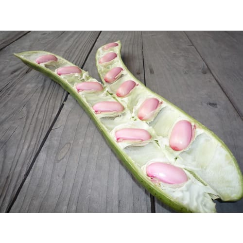 Yoshitome Satsuma Natamame Toothpaste, Kagoshima, 125g, 1 bottle