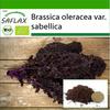 Organic - Kale - Redbor - 50 Seeds - With Potting Substrate for Better Cultivation - Brassica Oleracea