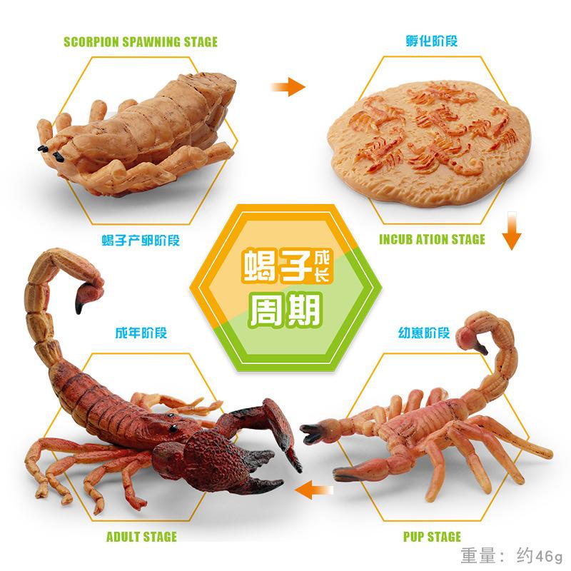 Simulated Insect Growth Cycle Model Toy 4-Piece Set Scorpion Growth Transformation Process Animal Static Ornament