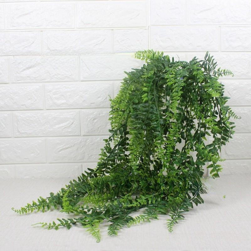 Pteridium Latiusculum Plant For Wedding And Outdoor Decorate Events
