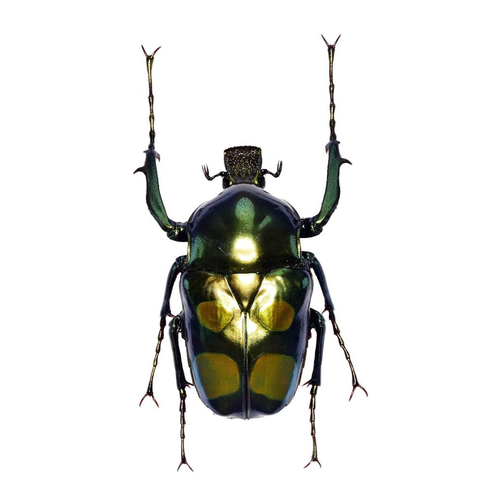 Nirvana Giant Scarab Beetle Refrigerator Plastic Finished Product Figure, Coleoptera, Ornament, Magnetic, Realistic, Adult, Illustrated, Insect,