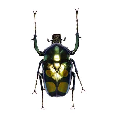 Samling og modeller – Modeller